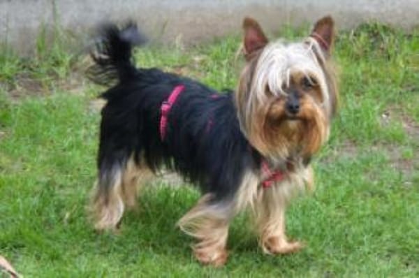 NOLLY - anhänglich&sehr verschmust