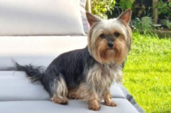 NOLLY - anhänglich&sehr verschmust