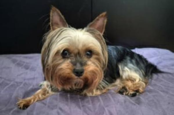 NOLLY - anhänglich&sehr verschmust