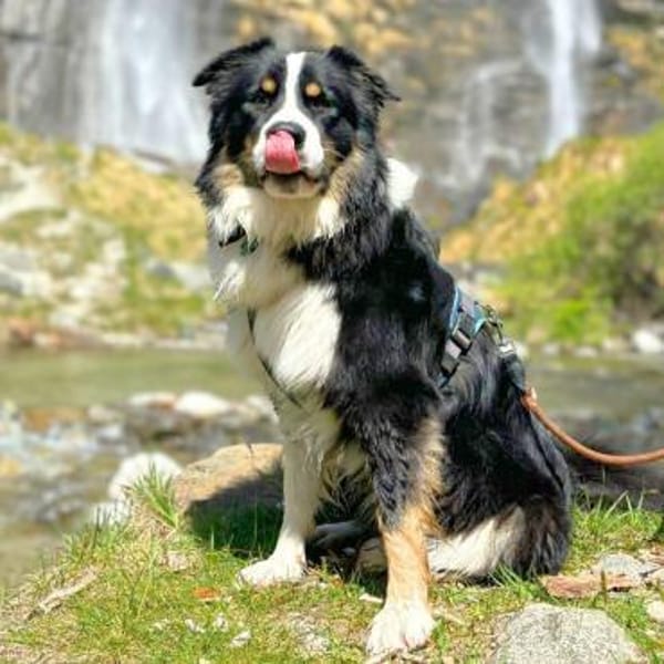 Archie - ist lernwillig,offen&zugänglich