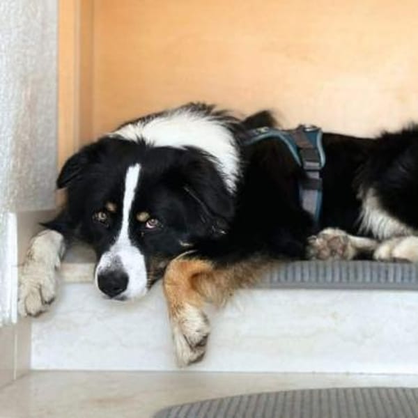 Archie - ist lernwillig,offen&zugänglich