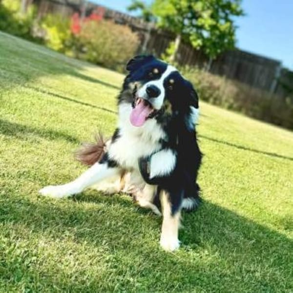 Archie - ist lernwillig,offen&zugänglich