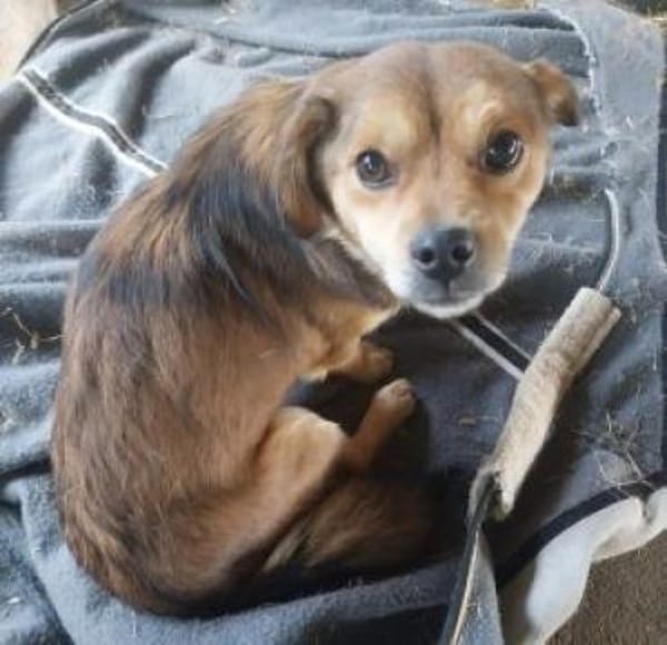 Piti 34 cm (Pflegestelle)