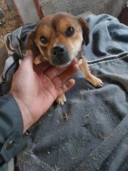 Piti 34 cm (Pflegestelle)