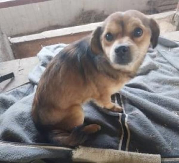 Piti 34 cm (Pflegestelle)