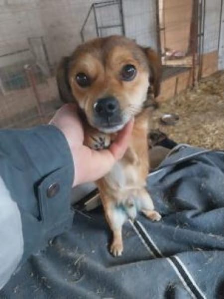 Piti 34 cm (Pflegestelle)