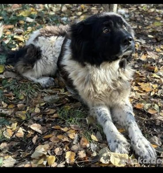 Petko 12/20 möchte gerettet werden.