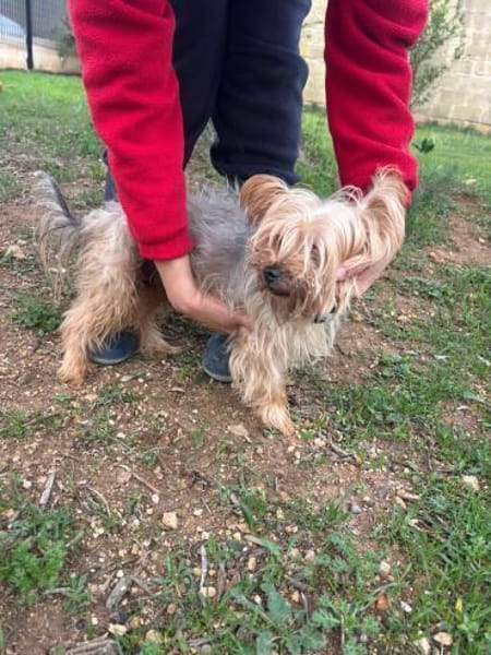 Cooper  ein Yorkie mit Seele