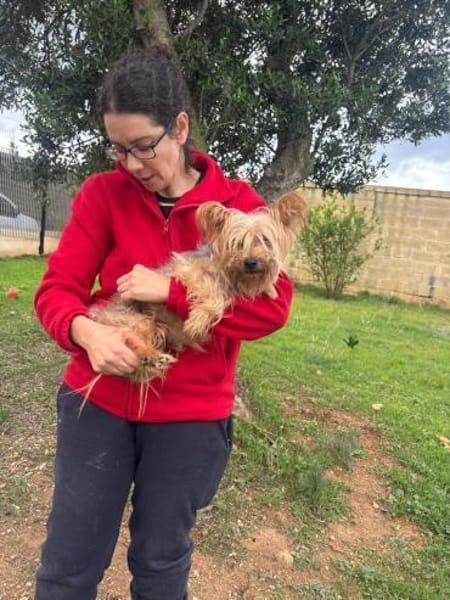 Cooper  ein Yorkie mit Seele