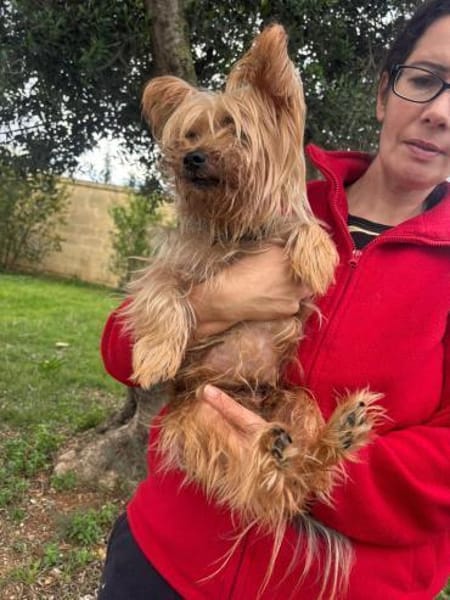 Cooper  ein Yorkie mit Seele