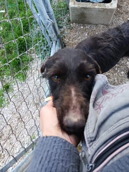 Smiley ein fröhlicher Hund