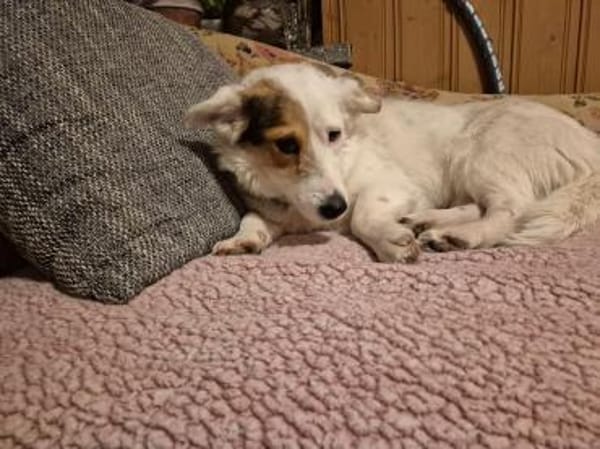 JackRussell-Corgi-Mix ZURi 😍 in Zittau