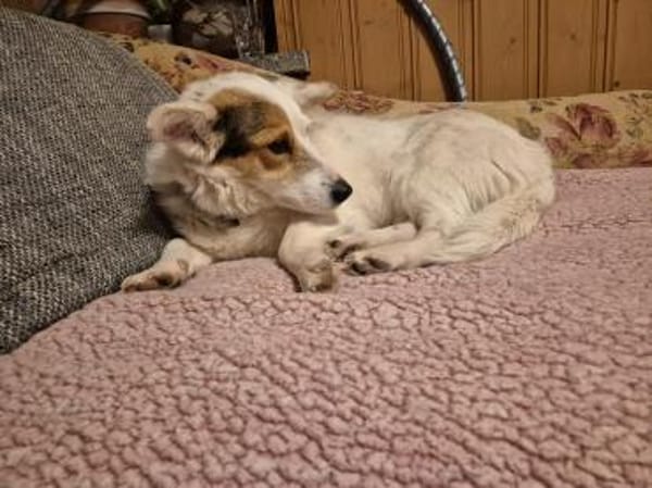 JackRussell-Corgi-Mix ZURi 😍 in Zittau