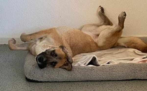 Sanfte Sandra sucht schützendes Zuhause