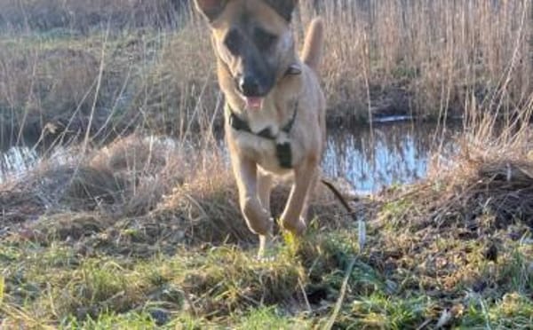 Sanfte Sandra sucht schützendes Zuhause