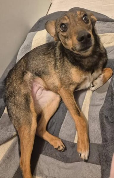 Piccolina, liebe Hündin sucht Familie