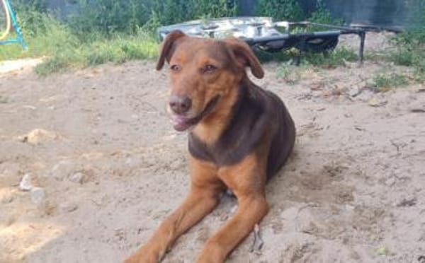 Tolle Begleiterin Pearly