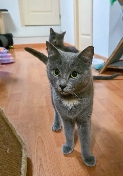 AYA et AZELIE  -  DOUBLE ADOPTION