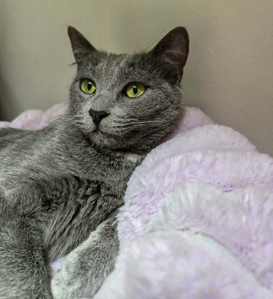 AYA et AZELIE  -  DOUBLE ADOPTION