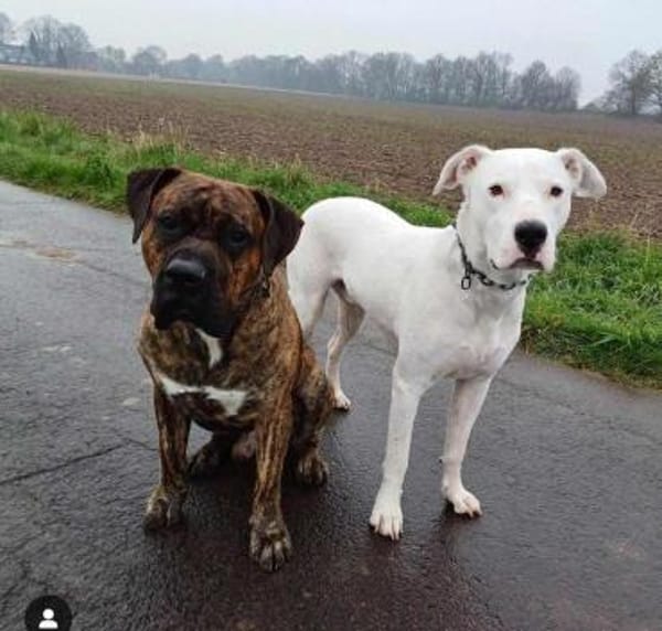 BAMBAM - in 50321 Brühl