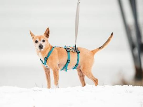 Mia sucht neue Familie