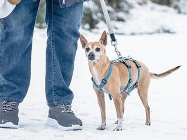 Mia sucht neue Familie