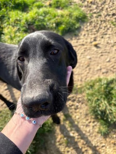 Rocky sucht eine Pflegestelle / Zuhause