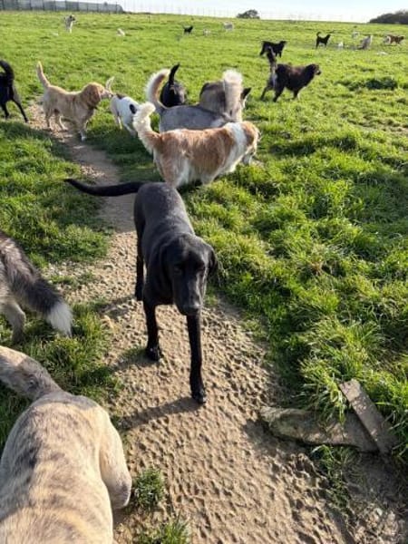 Rocky sucht eine Pflegestelle / Zuhause