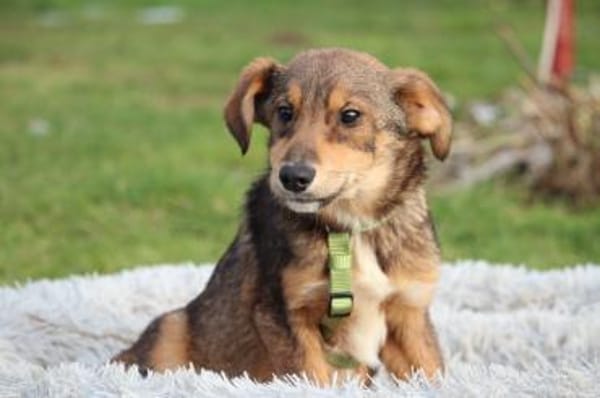 Nayo sucht ein liebevolles Zuhause...