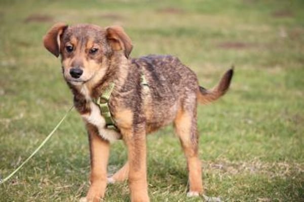 Nayo sucht ein liebevolles Zuhause...