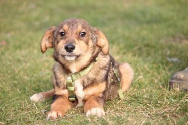 Nayo sucht ein liebevolles Zuhause...