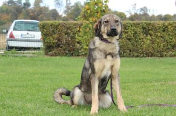 Jenny unser Herzenshund ...