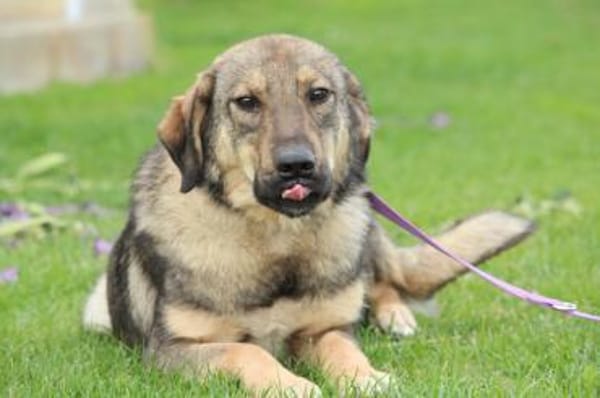 Jenny unser Herzenshund ...