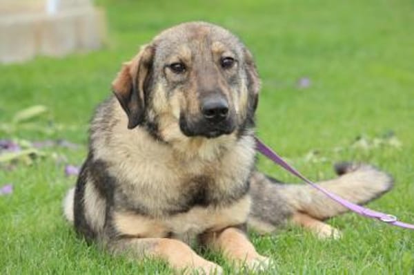 Jenny unser Herzenshund ...