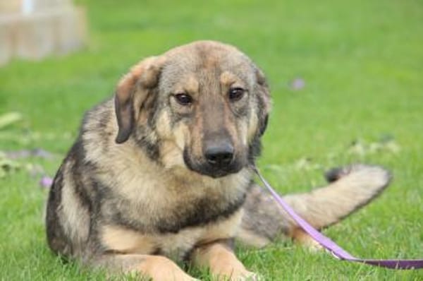 Jenny unser Herzenshund ...