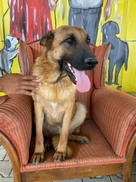 Lucky sucht eine Pflegestelle / Zuhause