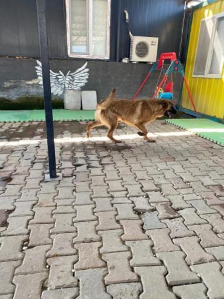 Lucky sucht eine Pflegestelle / Zuhause