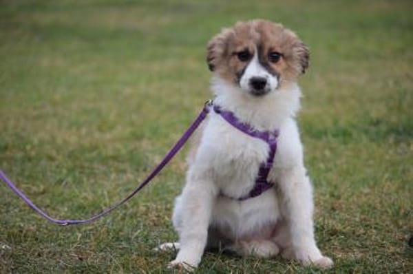 Calla eine Hundeseele sucht ihr Glück