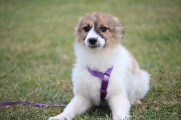 Calla eine Hundeseele sucht ihr Glück