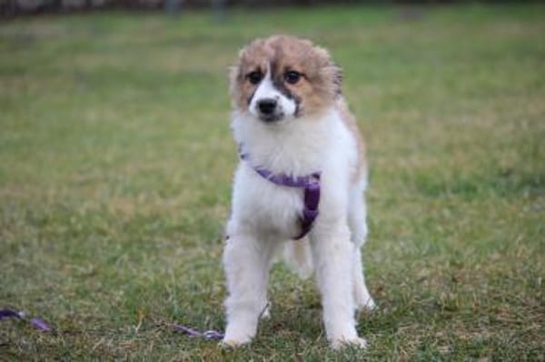 Calla eine Hundeseele sucht ihr Glück