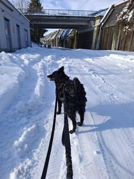 Süße Dona sucht ihr Körbchen