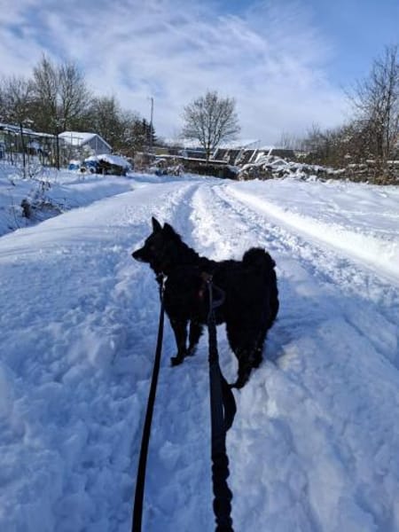 Süße Dona sucht ihr Körbchen