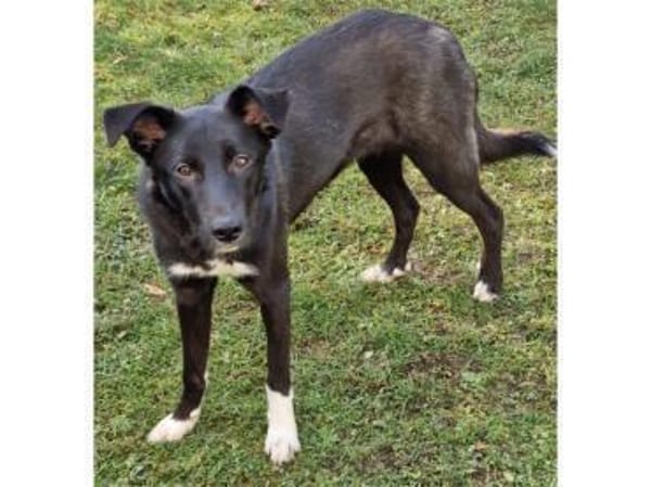 Elly - wartet in 60488 Frankfurt