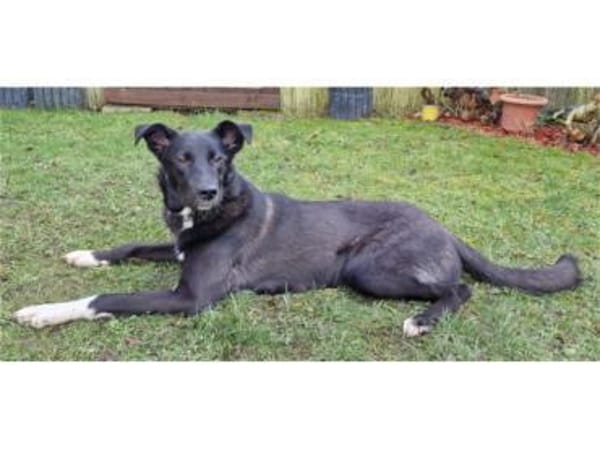 Elly - wartet in 60488 Frankfurt