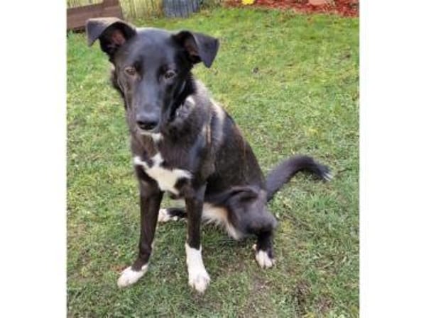 Elly - wartet in 60488 Frankfurt