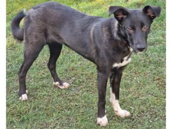 Elly - wartet in 60488 Frankfurt