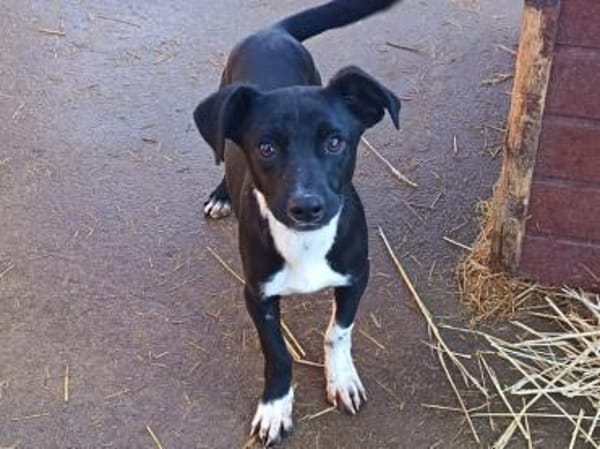 💛 Jojo sucht sein Für-immer-Zuhause 💛