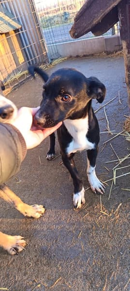 💛 Jojo sucht sein Für-immer-Zuhause 💛