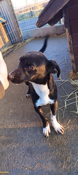 💛 Jojo sucht sein Für-immer-Zuhause 💛