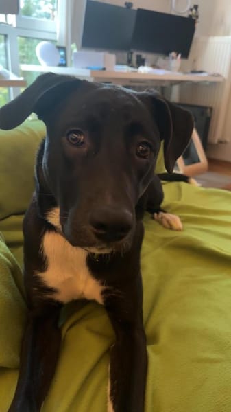 Schüchterne Junghündin- Maya